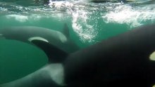 Wild Orcas Filmed Offering Gifts of Food to Humans