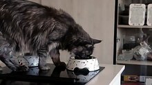 When the food hits just right!😆🐾 Dinner is served! #cat #funnycats