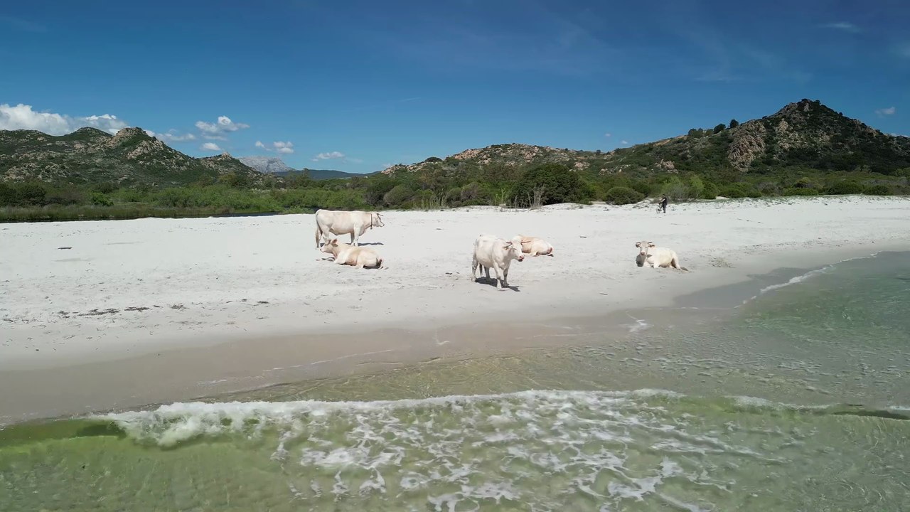 Le mucche bianche di Berchida diventano un'attrazione internazionale:  turisti americani e spagnoli a caccia di foto