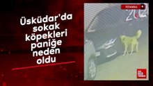 Üsküdar'da sokak köpekleri paniğe neden oldu