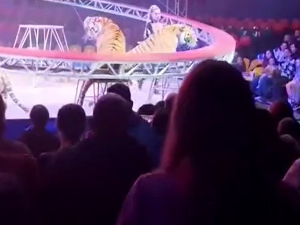 Schock in russischem Zirkus: Tiger gelangt in Zuschauerbereich