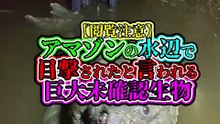 【閲覧注意】 アマゾンの水辺で目撃されたと言われる 巨大未確認生物