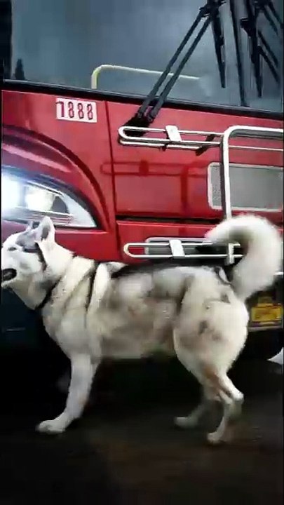 😳🚌 Unbelievable! Smart Dog Prevents a Deadly Bus Accident – True Hero! 🐶🔥