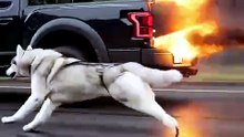 😨🐾 Seconds from Tragedy… Until This Hero Dog Mom Saves Her Puppy and the Driver! 💥➡️❤️