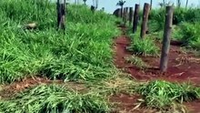 FAZENDA COM 1050 ALQUEIRÃO A VENDA CMC