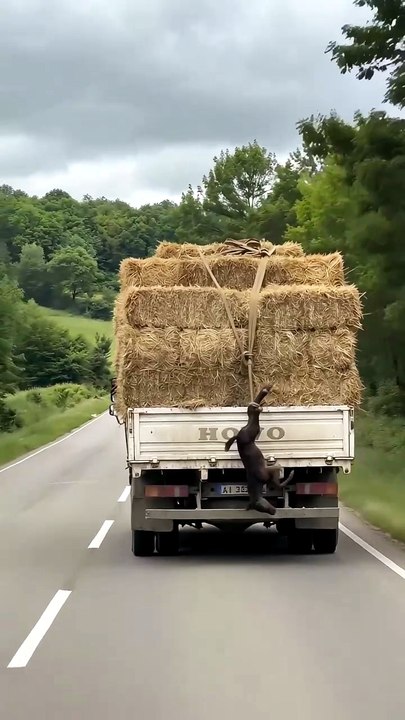🚨🐶 Hero Dog Rushes In to Save a Helpless Horse Foal from Danger! 💥➡️❤️ #rescue