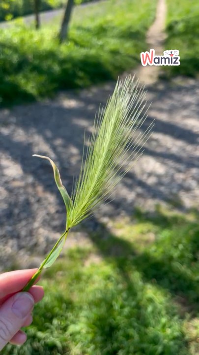 Tyle może kosztować kłos, który utknie w organizmie Twojego zwierzaka.