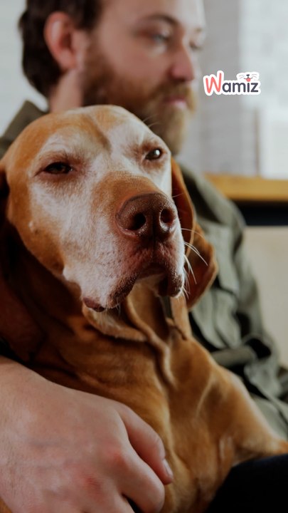 Was haltet ihr von solch einem Gesetz für Deutschland, Österreich oder die Schweiz?