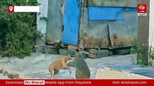 కుక్కను జో కొట్టిన కోతి- ప్రేమగా ఆడుకుంటున్న శునకం, వానరం