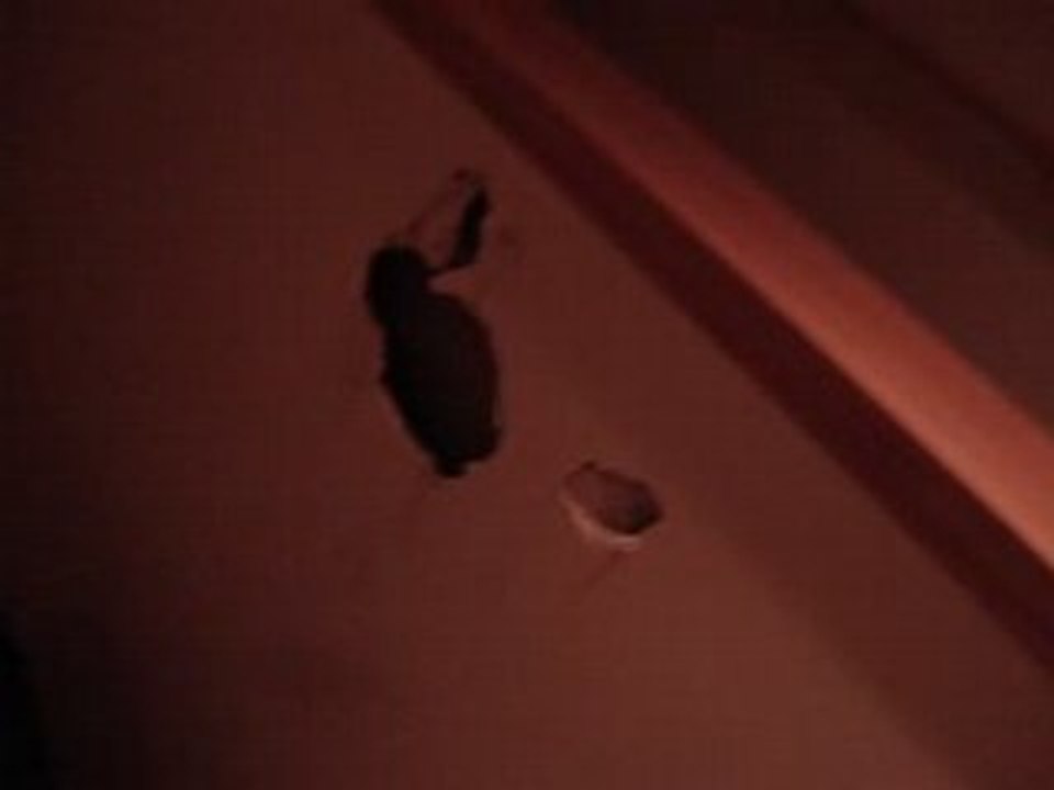 Broken WaLL
