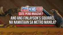 Cute pero invasive? — Ano ang Finlayson’s squirrel na namataan sa Metro Manila? | GMA News Feed