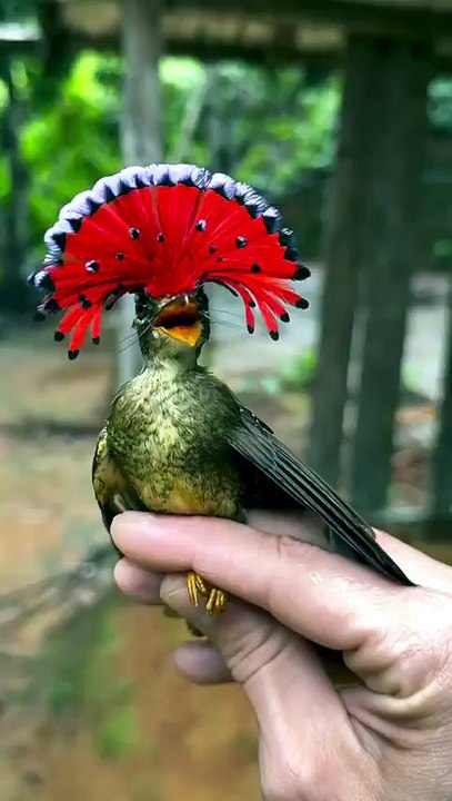 The Amazonian royal flycatcher with its crest display
