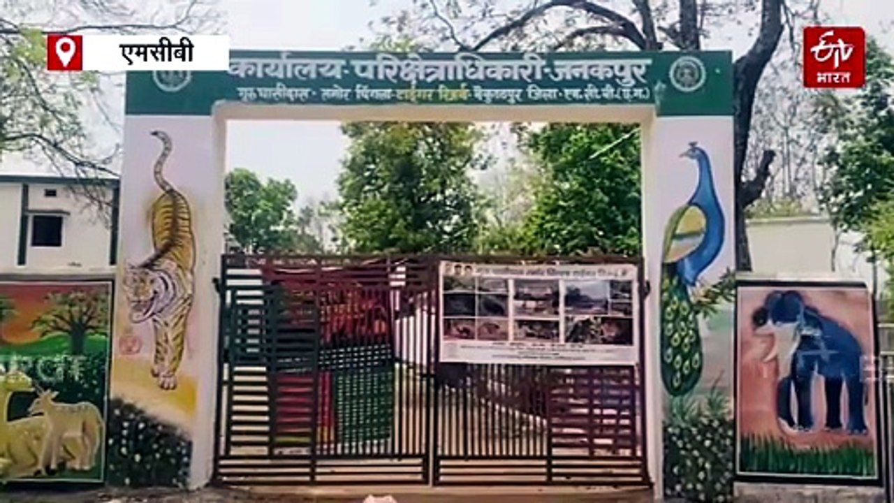 हाथी के हमले में ग्रामीण की मौत, एमसीबी के जनकपुर की घटना, वन विभाग के खिलाफ फूटा गुस्सा