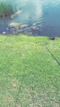 Crocodile Snatches Bass Right Off Fishing Line