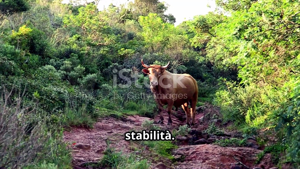 Scopri la Personalità del Toro_