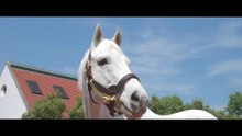 Gainesway - Tapit
