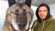 Where the World’s Largest Wolves Still Hunt