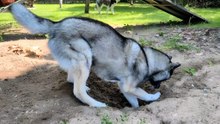 Powerful Dogs That Turn Homes Upside Down