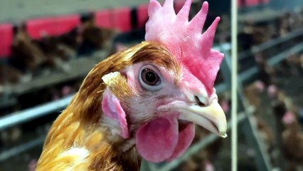 Sury-le-Comtal : 6000 poules vendues pour &eacute;viter l'abattoir