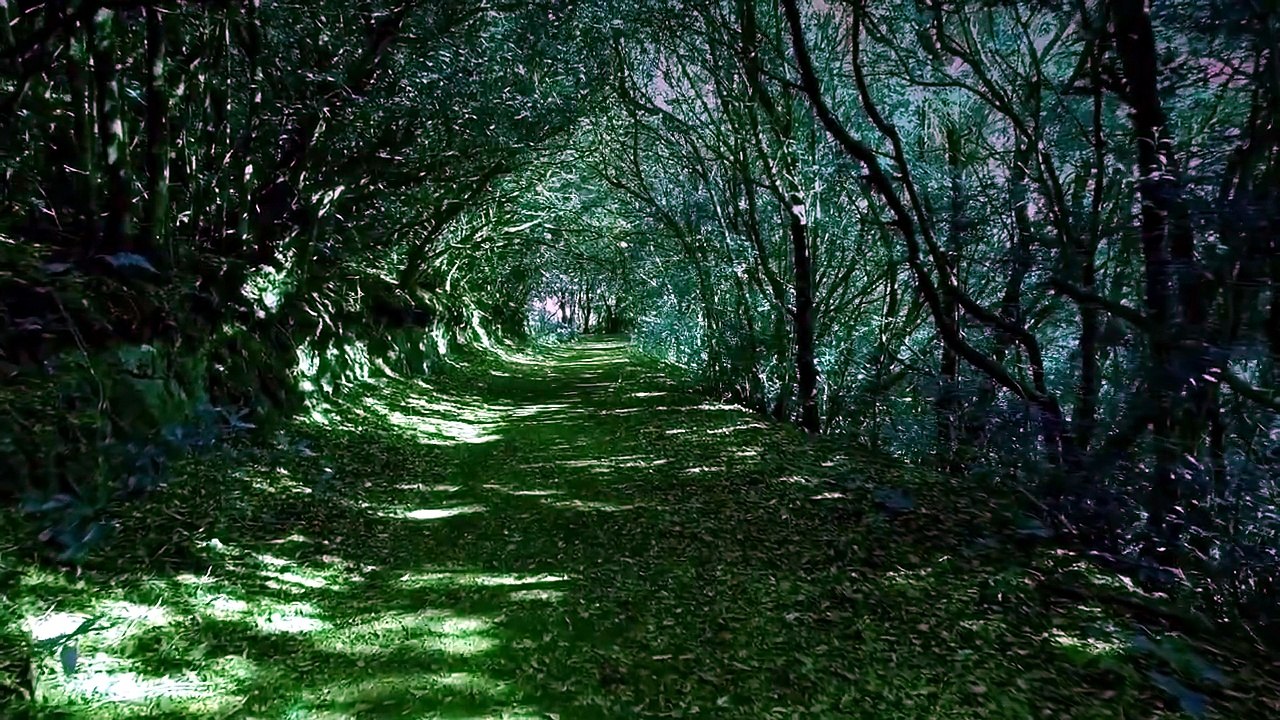 Nuit Paisible dans la Forêt 🌲 Ambiance Nature Relaxante pour le Sommeil