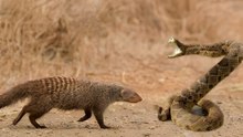 What Actually Beats a Rattlesnake