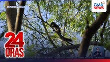 Mga squirrel na ‘di likas sa Luzon, namemerwisyo sa Metro Manila at mayroon na rin sa Cavite, Batangas at Nueva Ecija | 24 Oras