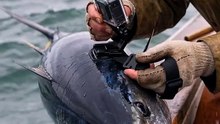 Into the Deep… A Tuna’s Eye View of the Ocean 🐟🌊