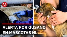 Nuevo León inicia campaña tras casos de gusano barrenador en mascotas