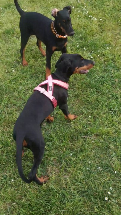 Amaterasu O Mi Kami (ex Orange) et Arya Undomiel (ex Jaune)