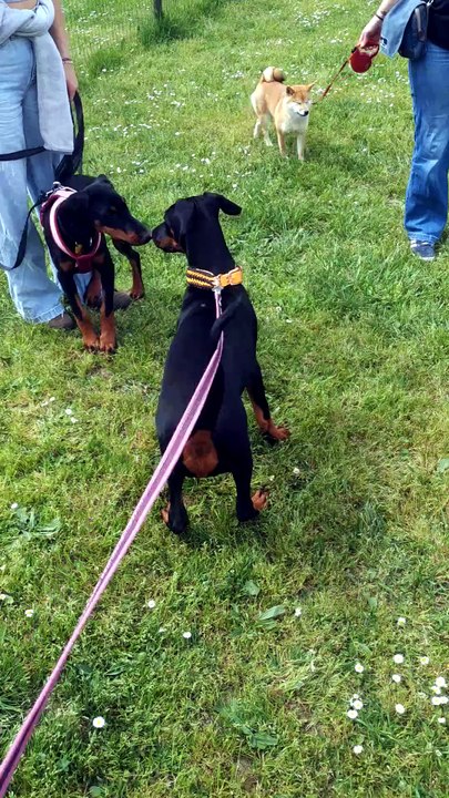 Amaterasu O Mi Kami (ex Orange) et Arya Undomiel (ex Jaune)