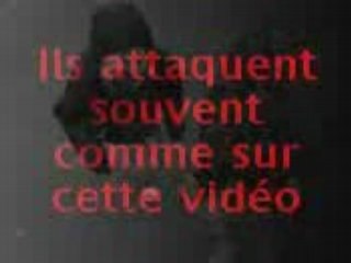 Les furets géants