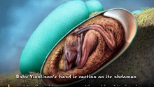 A 70 Million-Year-Old Dinosaur That Never Hatched