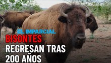 El regreso del bisonte a Sonora: 200 años después recuperan su territorio