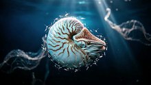 Nautilus Deep Ocean Drift