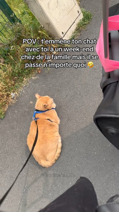 Mon chat rencontre un autre chat 🙀