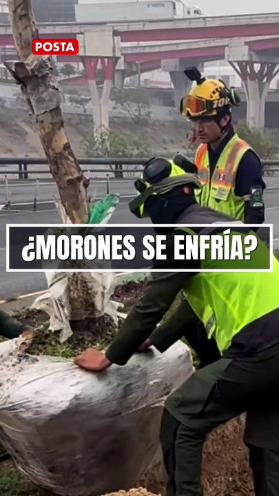De concreto a pulmón: el nuevo rostro verde de Morones Prieto