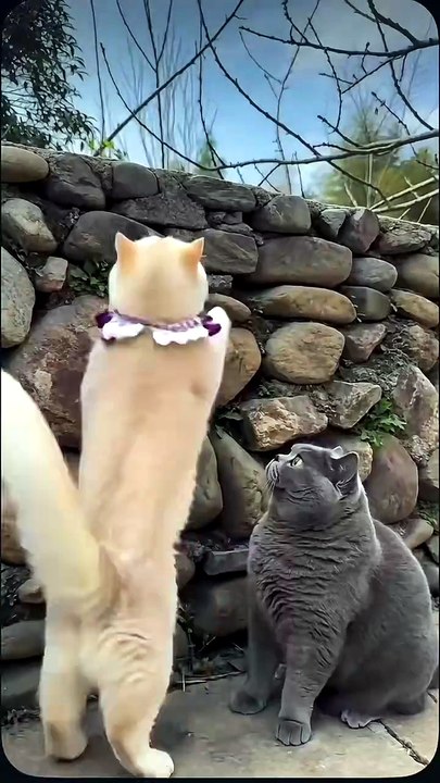 The friendship between cats is touching, the cute cat can't climb until his friend helps him.