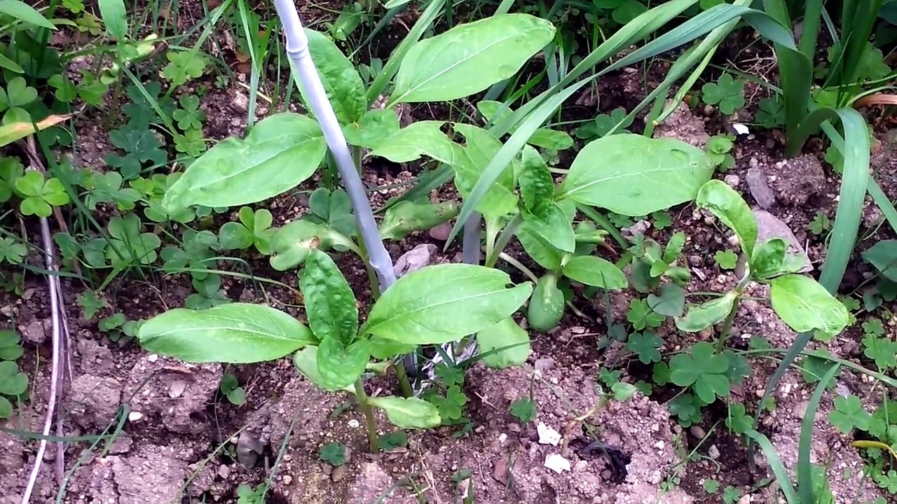 ヒマワリが成長しています