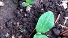 カボチャの芽が出てきました
