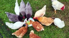 The calmest feeding frenzy you'll ever lay eyes upon! | #SparklegleamFarm #Chicken #homestead #farmanimals #cute