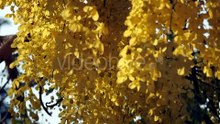 Vibrant Yellow Flowers Blooming in Natural Light