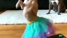 Videos de gatitos felices