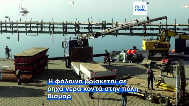 «Πρόκειται για ένα άγριο ζώο που θέλει να πεθάνει», λέει ειδικός για τη φάλαινα που έχει ξεβραστεί στις γερμανικές ακτές