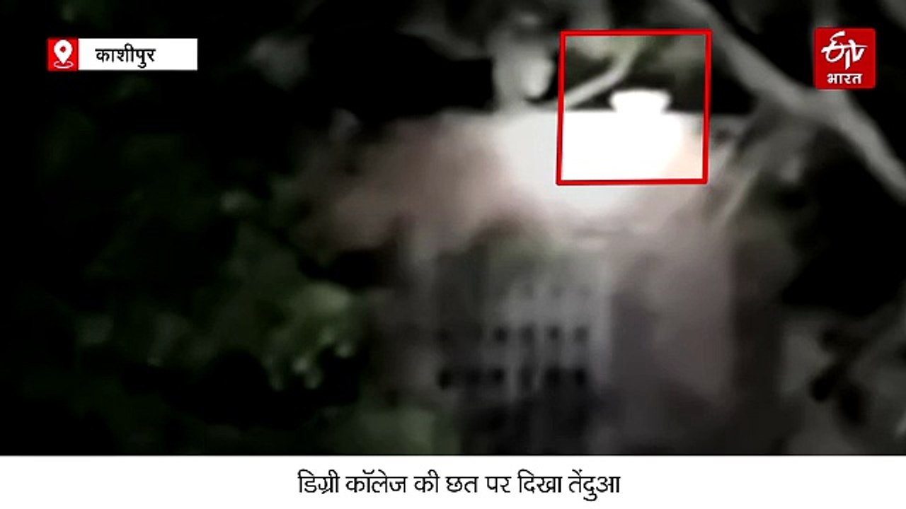 काशीपुर में डिग्री कॉलेज की छत पर दिखा तेंदुआ, इलाके में मचा हड़कंप, परिसर में अलर्ट