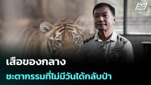 เสือของกลาง ชะตากรรมที่ไม่มีวันได้กลับป่า| เที่ยงทันข่าว | 21 เม.ย. 69