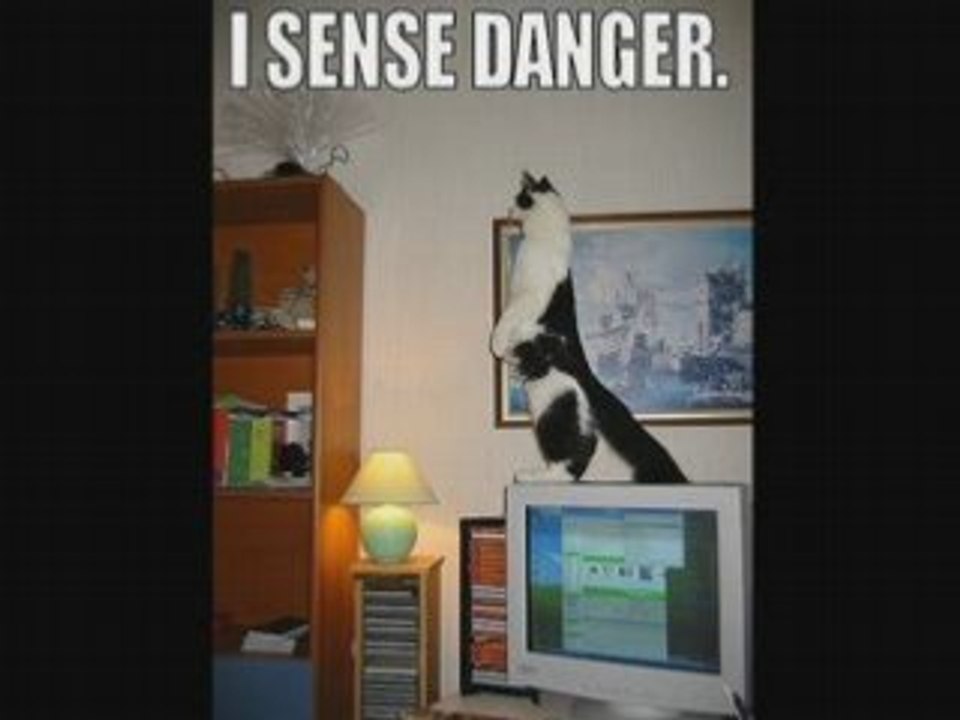 Funny cats rule 1