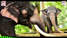 India’s First Elephant Hospital 🐘 | Unique Wildlife Care Center in Mathura 21-04-2026