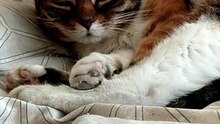 Midday energy? Never heard of it 😆🐱💤 #cat #funnycats #catlovers