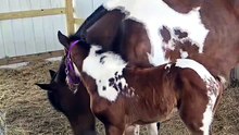 Cute little horse with her mother
