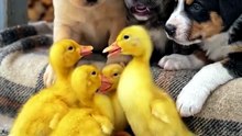 When Ducklings Begged Dogs to Save Their Mother… What Happened Next Will Melt Your Heart 💔🐾